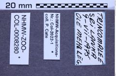 Etiketten zu Dicronychus notatus (Fabricius, 1781) (NHMW-ZOO-COL-0008280)